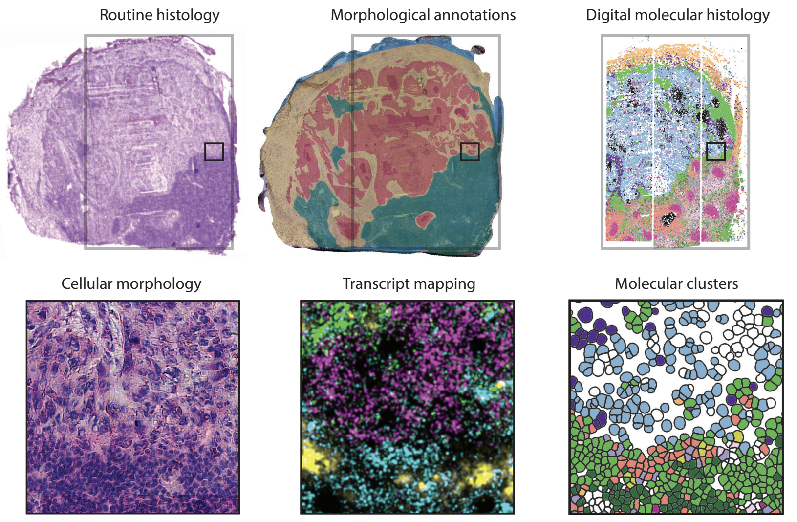 Exploring clinical samples with molecular microscopes