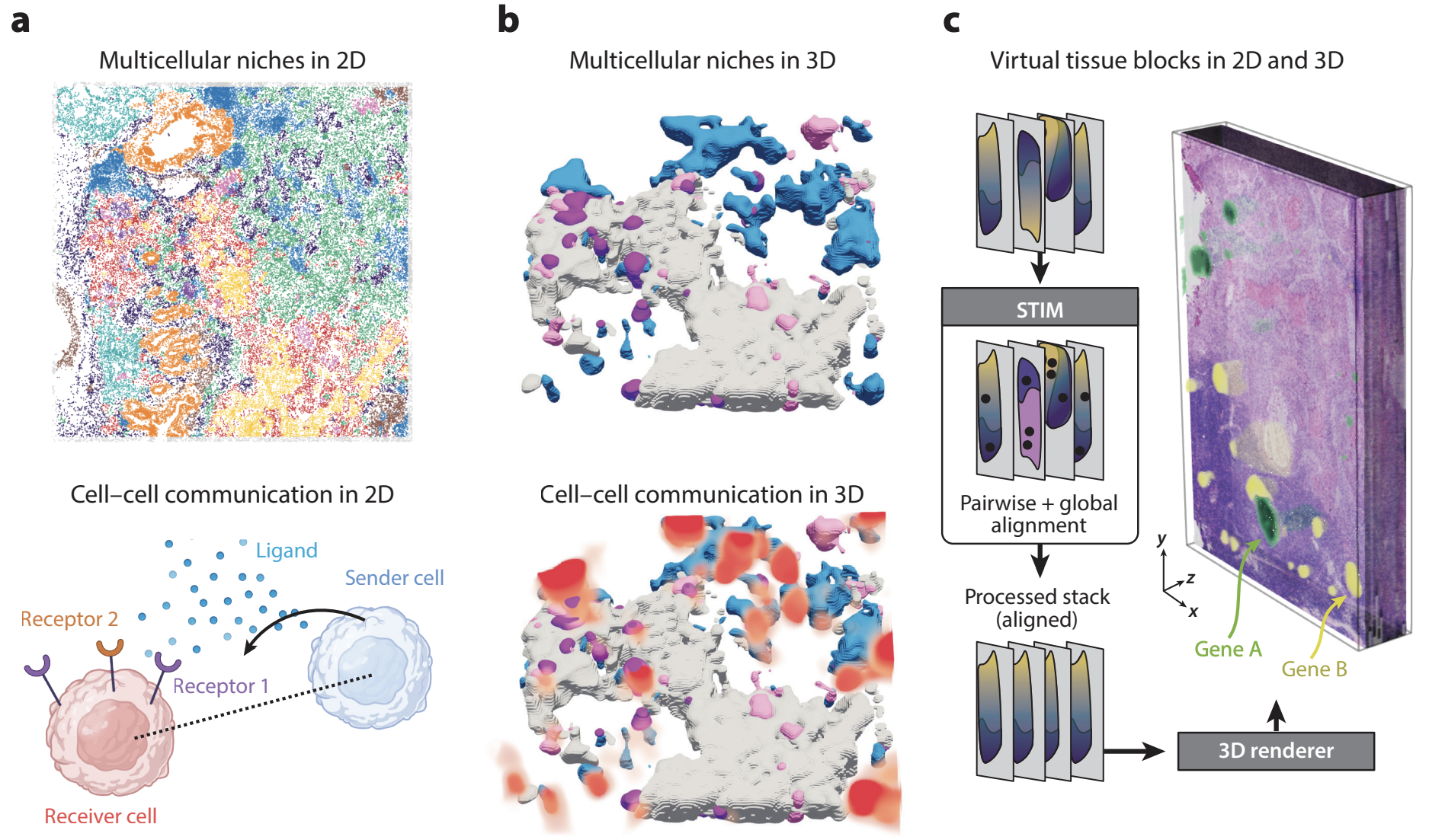 Investigating tissue organization in 2D and 3D virtual tissue blocks